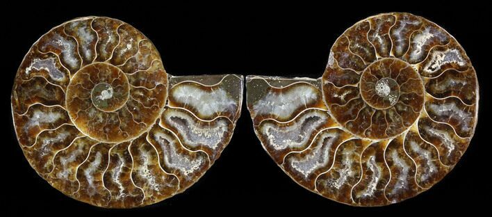 Sliced Fossil Ammonite Pair - Agatized #38763